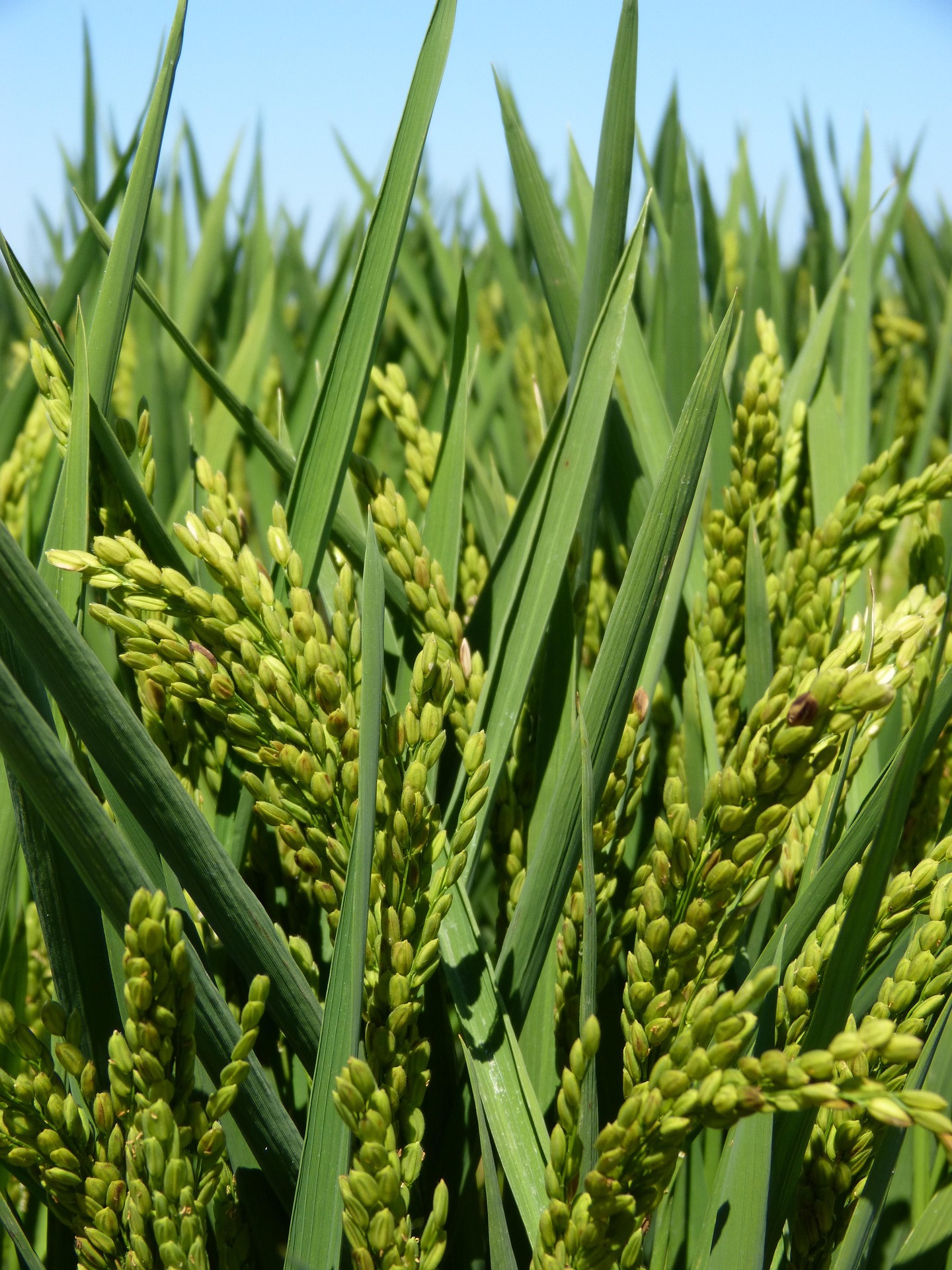 Rice Grains